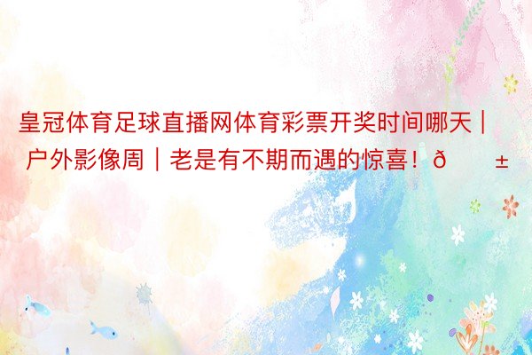 皇冠体育足球直播网体育彩票开奖时间哪天 | 户外影像周｜老是有不期而遇的惊喜！🐱